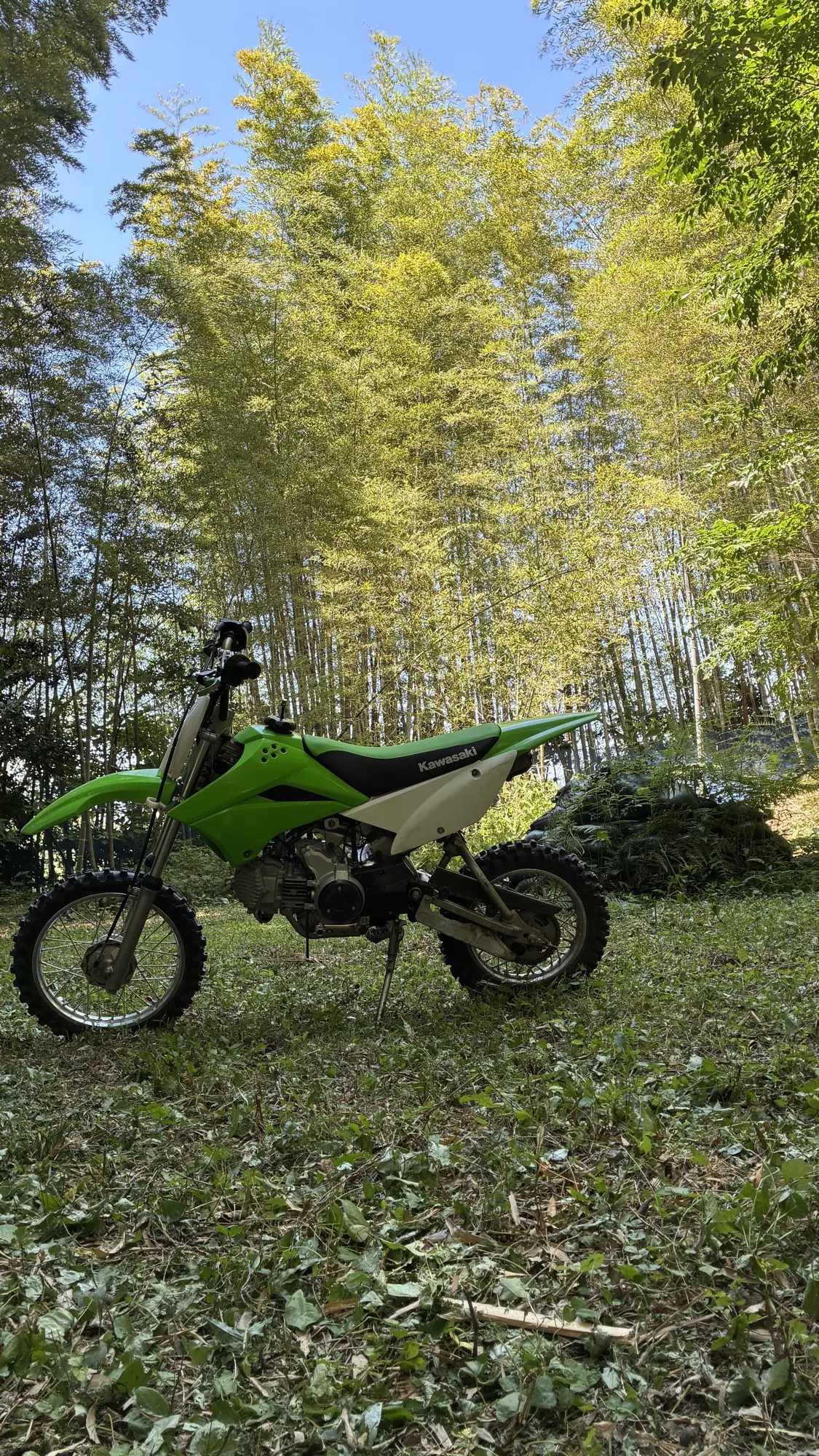 竹林を背にした、緑のミニモト