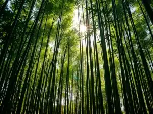 12月中の竹林フィールドCLOSEについて